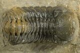 Detailed Austerops Trilobite - Ofaten, Morocco #325987-1